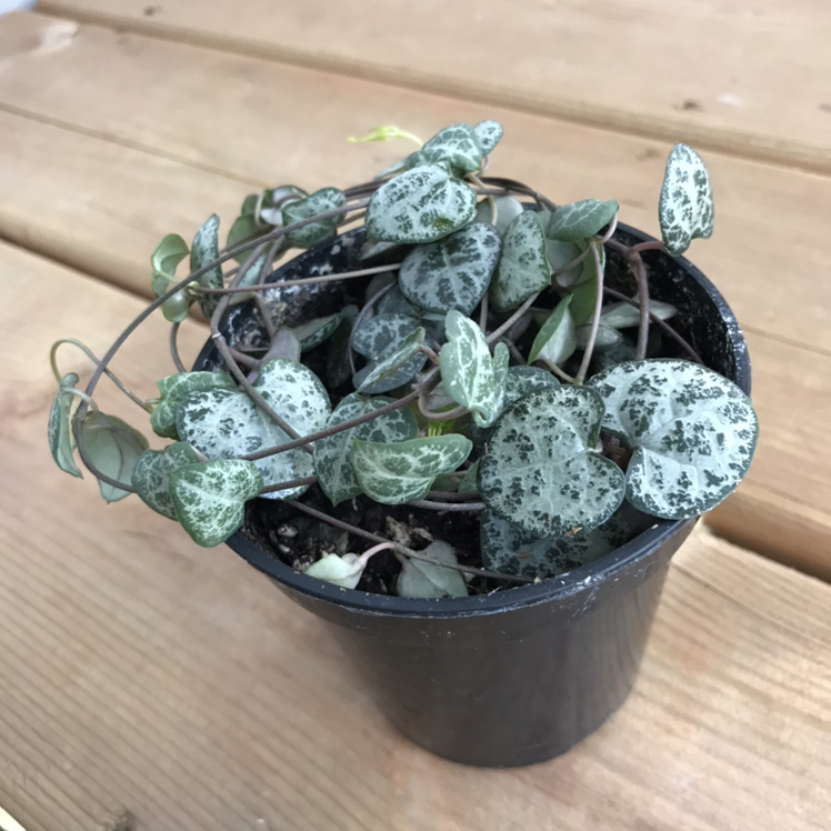 String of Needles plant photo by @Sinisternachos named Aphrodite on Greg, the plant care app.
