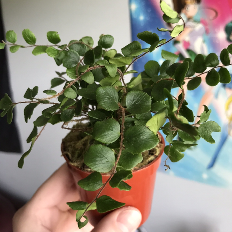 Photo of the plant species Pellaea rotundifolia by @Sinisternachos named Willow on Greg, the plant care app