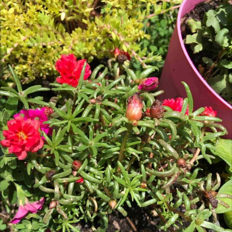 Close-up of a healthy, flowering Moss Rose Purselane plant with vibrant pink and red blooms amidst lush green foliage.
