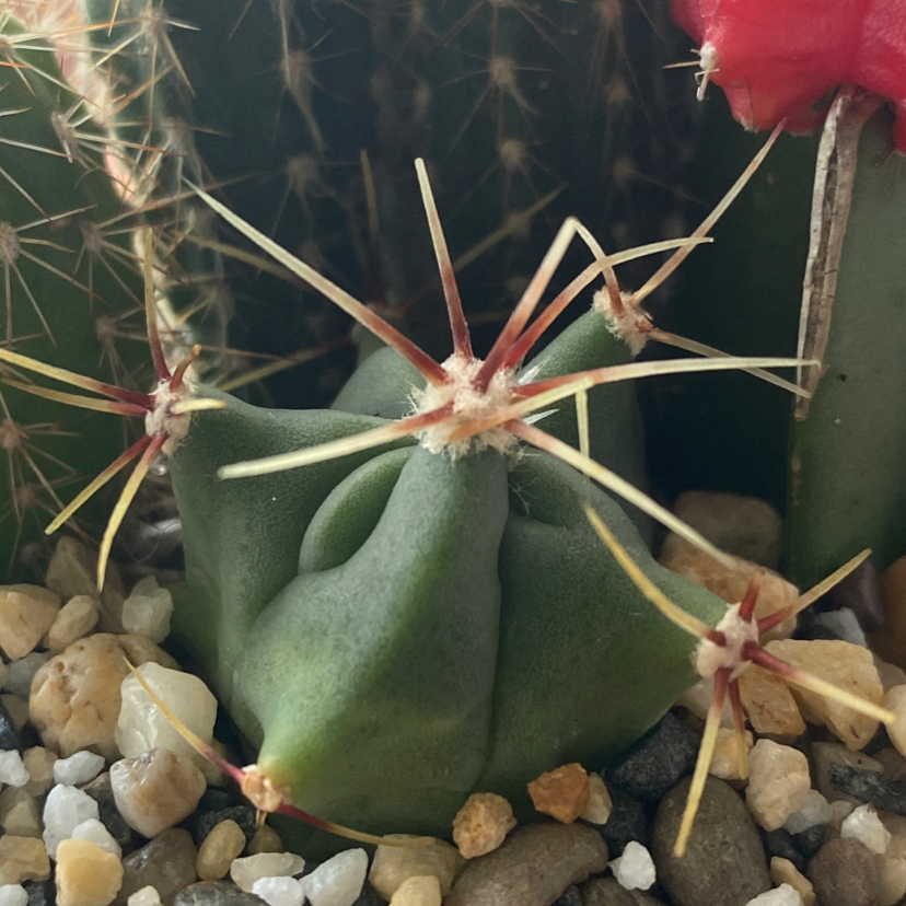 Close-up of a young Emory's Barrel Cactus with prominent spines and healthy green color.