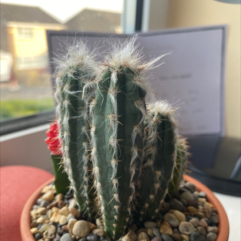 Old Man of the Andes cactus in a pot with pebbles, well-framed and healthy.