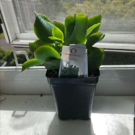 Photo of the plant species Crassula 'Curly Grey' by Robotnoodles named fezzik on Greg, the plant care app