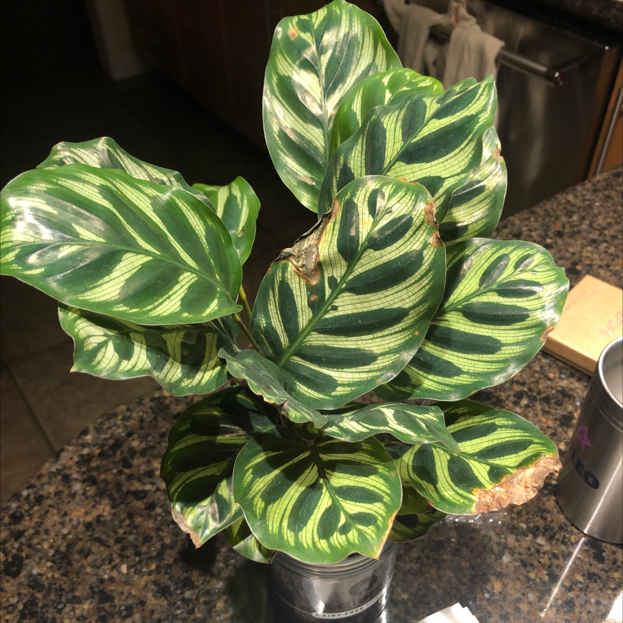 Calathea 'Cathedral Windows' plant with variegated leaves and some browning edges, potted on a countertop.