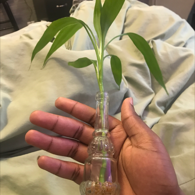 Lucky Bamboo plant photo by @Cucumba named Booboo on Greg, the plant care app.