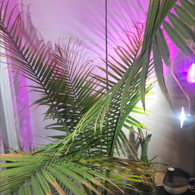 Majesty Palm plant photo by @Cucumba named Palmer on Greg, the plant care app.
