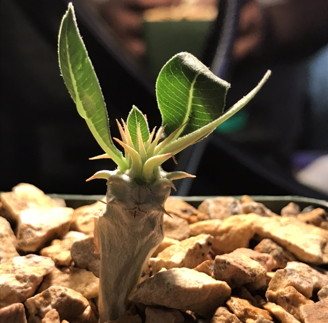Photo of the plant species Pachypodium eburneum by @Cucumba named Tree trunks on Greg, the plant care app