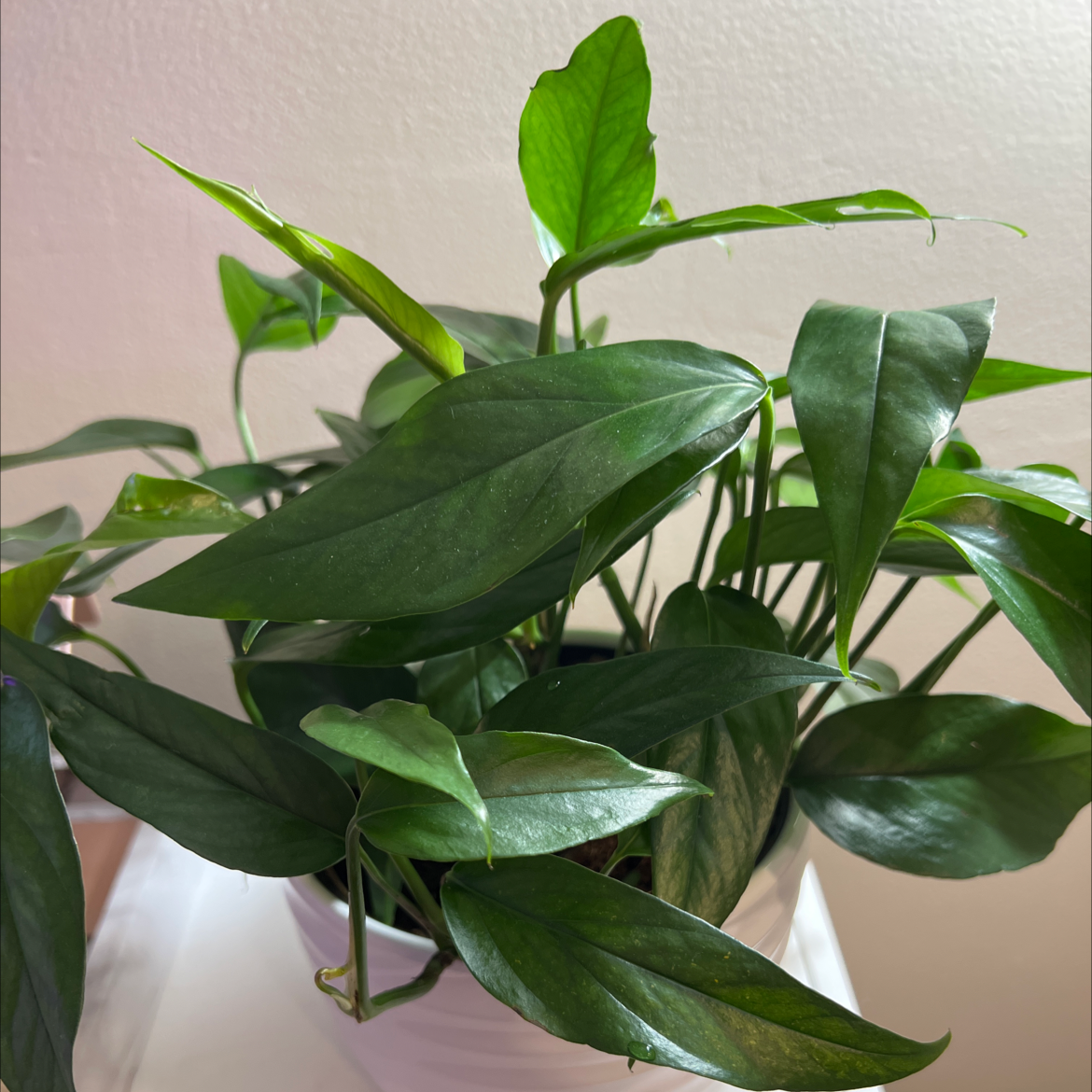 Baltic Blue Pothos plant with healthy green leaves in a white pot.