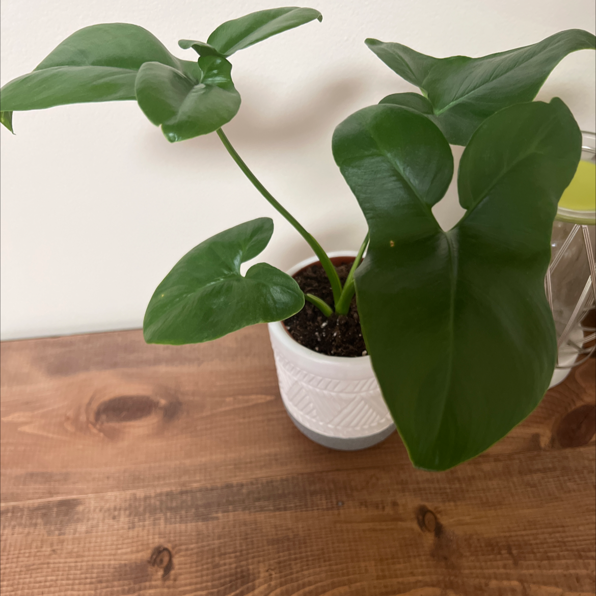 Thaumatophyllum spruceanum plant in a white pot on a wooden surface with healthy green leaves.