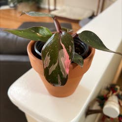 Philodendron 'Pink Princess' plant