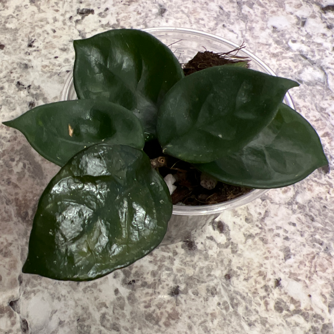 Chelsea Hoya plant with dark green, glossy leaves in a clear container.
