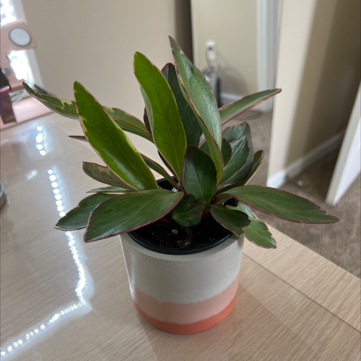 Peperomia 'Ginny' plant in a small pot with vibrant green leaves edged in pink.