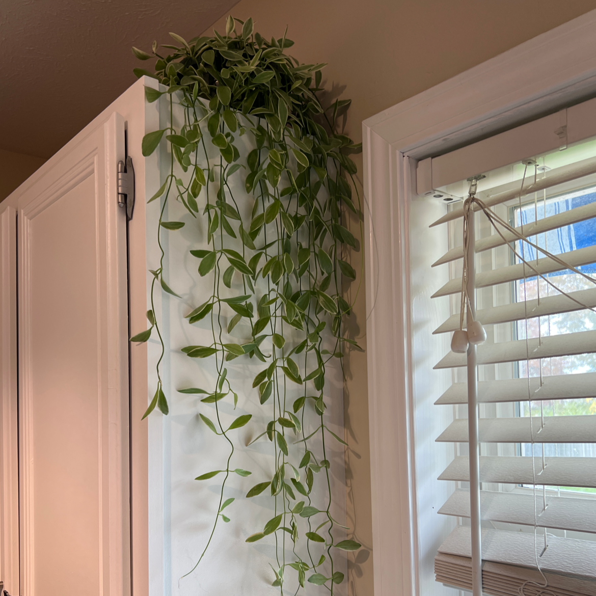 Dischidia oiantha 'Variegata' plant with variegated leaves cascading from a high shelf.