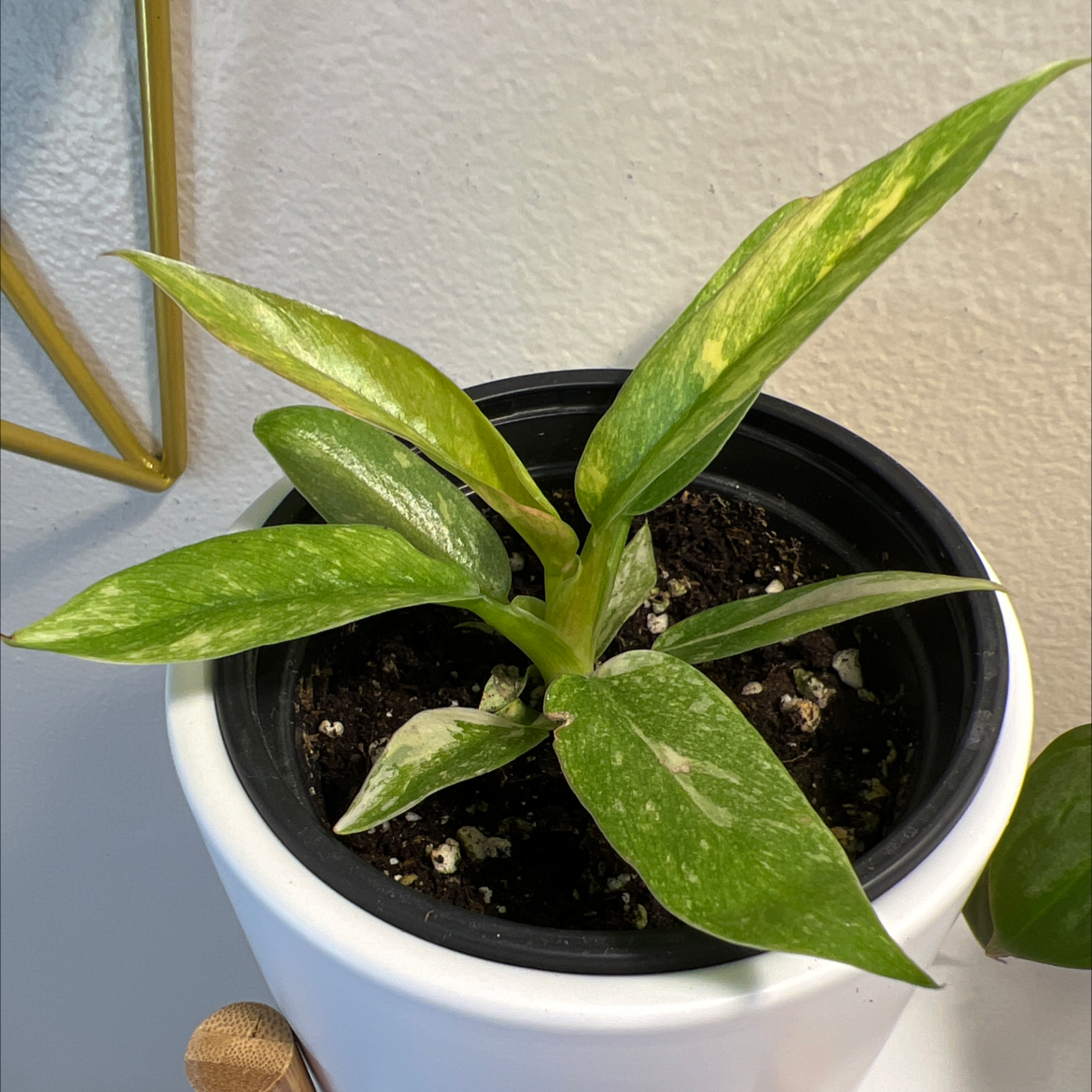 Philodendron 'Ring of Fire' plant in a pot with variegated leaves and visible soil.