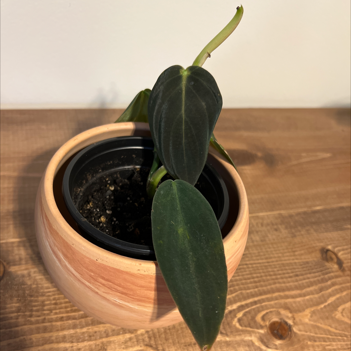 Philodendron gigas plant in a pot with dark green leaves and visible soil.