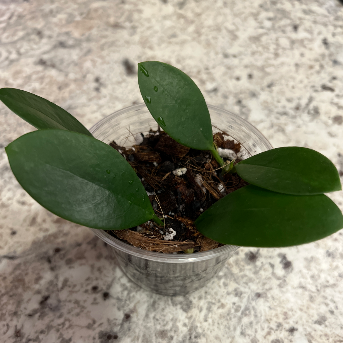 Waxvine plant in a clear plastic container with healthy green leaves and visible soil.