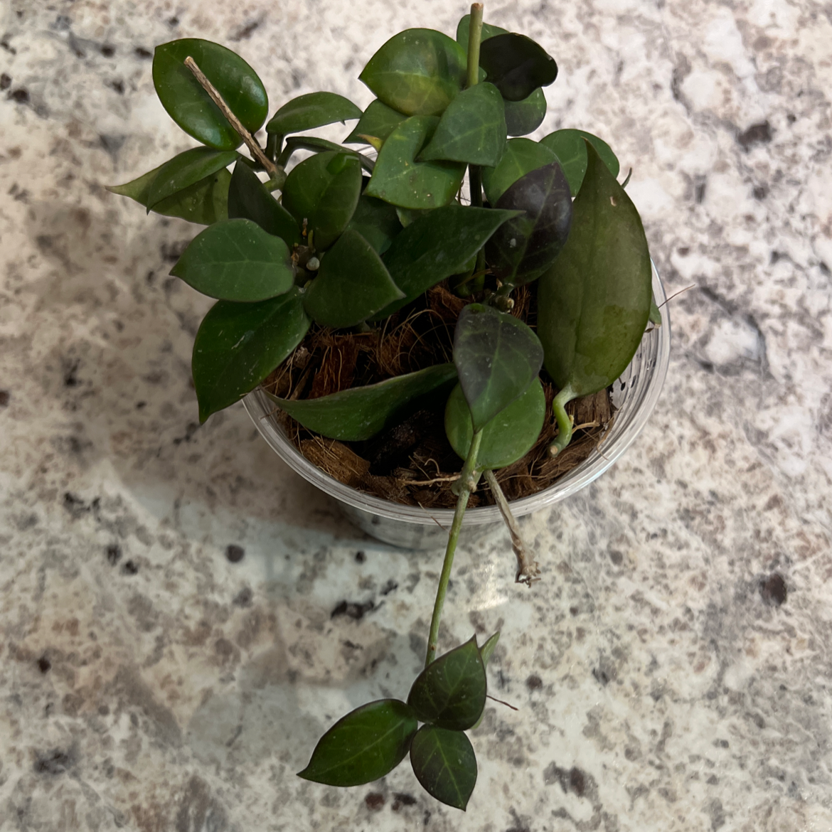 Hoya 'Sunrise' plant in a clear container with green leaves, some showing slight discoloration.
