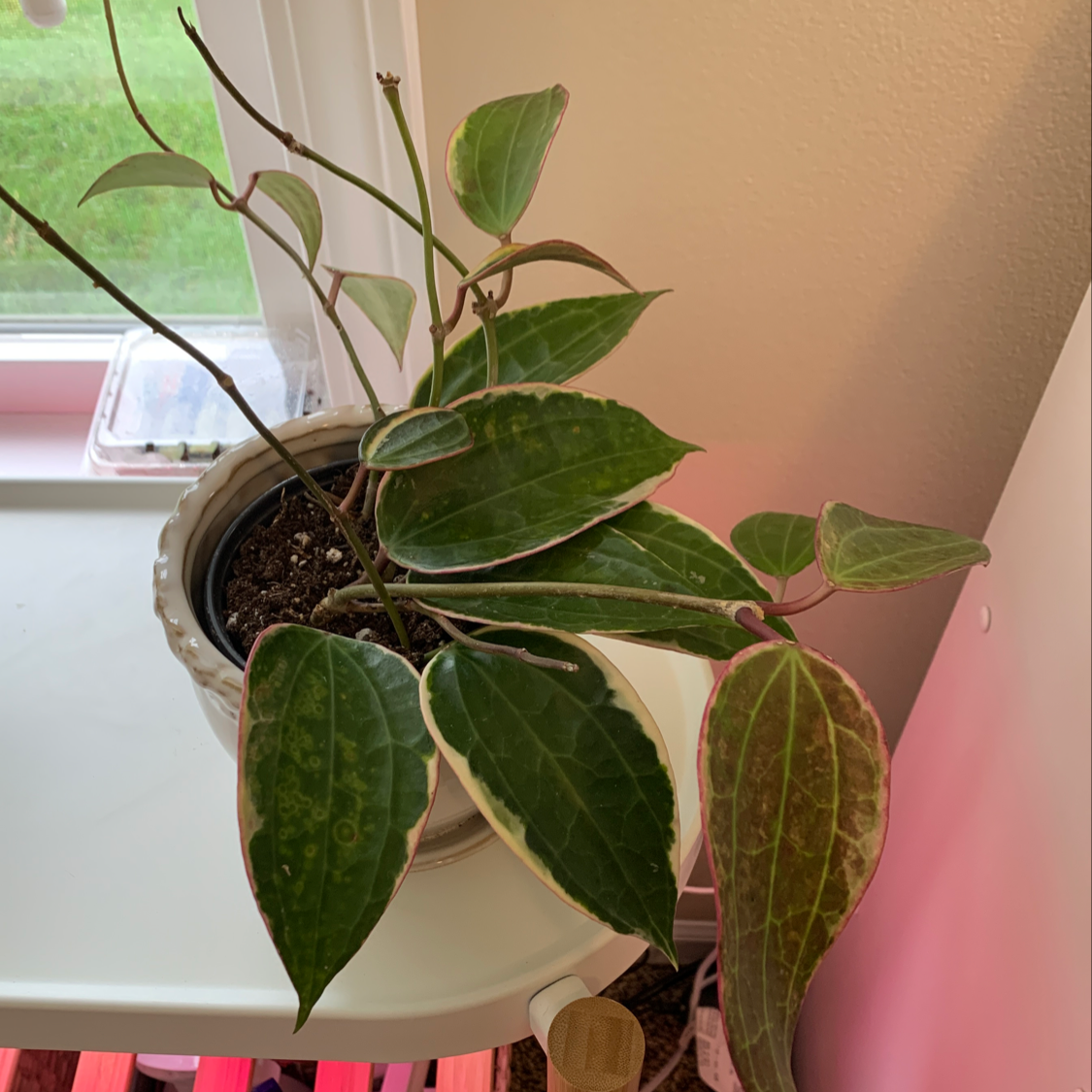 Photo of the plant species Hoya macrophylla 'Albomarginata' by @Haleyful named Laddie on Greg, the plant care app