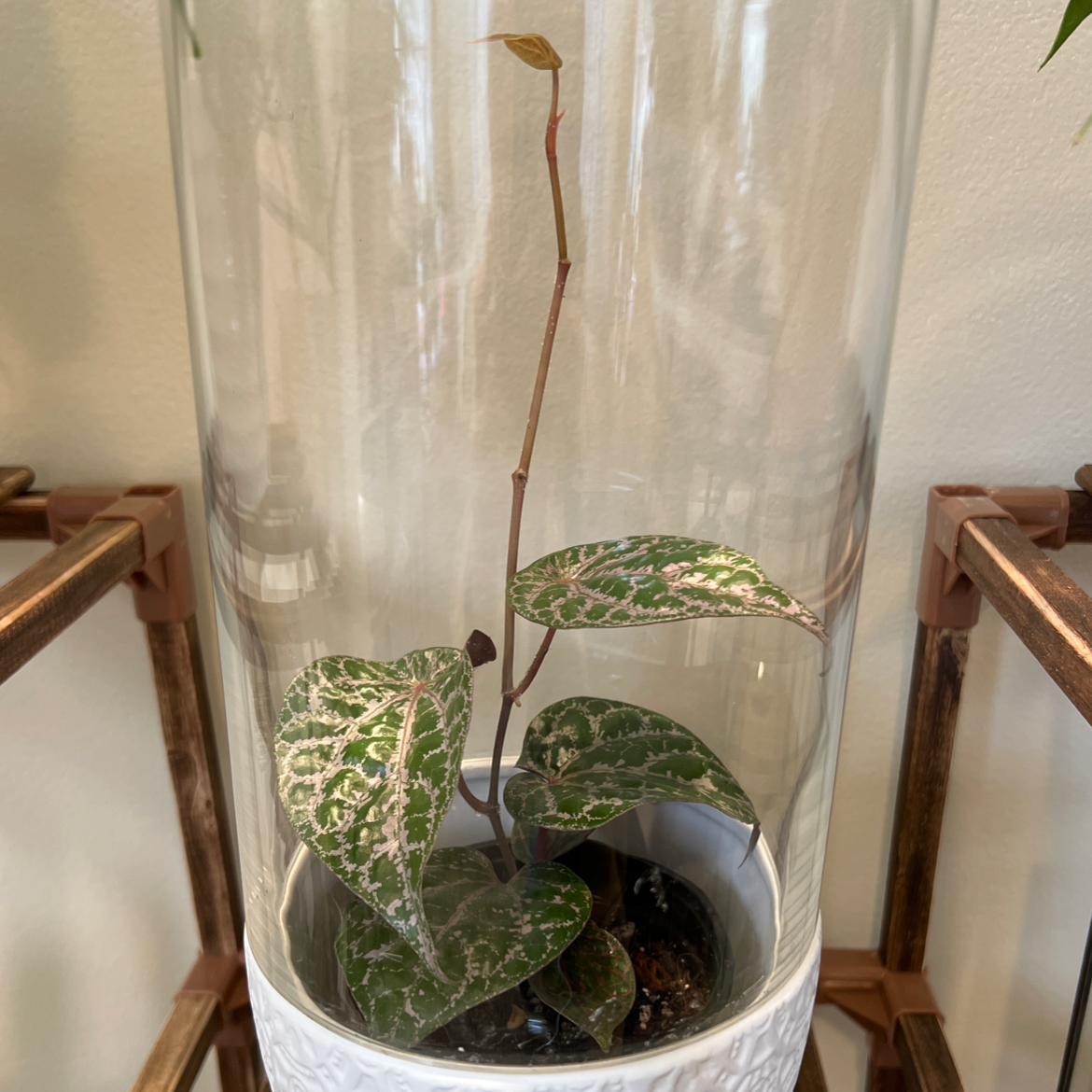 Red Betel plant in a white pot inside a glass enclosure with variegated heart-shaped leaves.