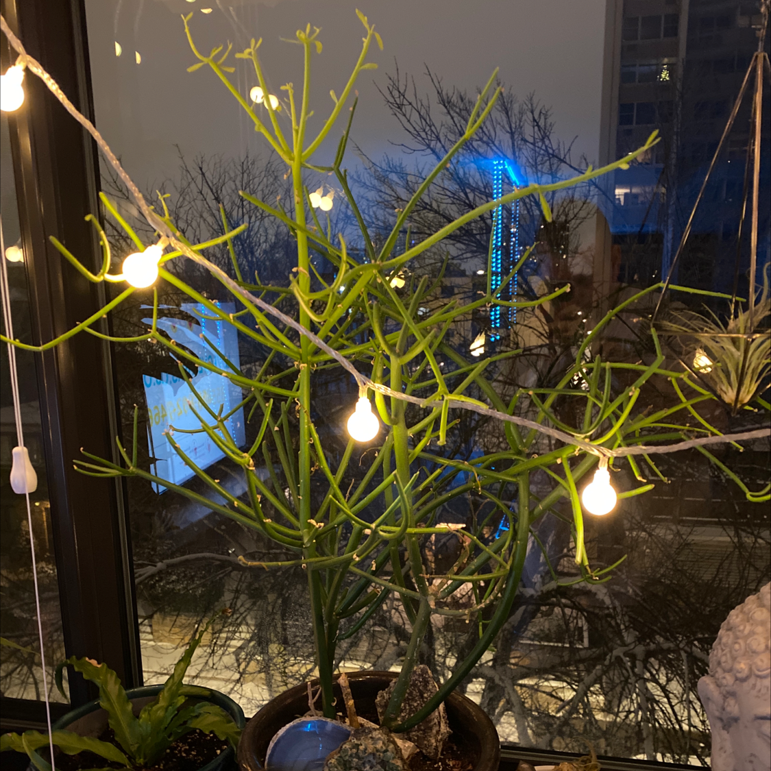 Pencil Cactus (Euphorbia tirucalli) indoors near a window with decorative lights.