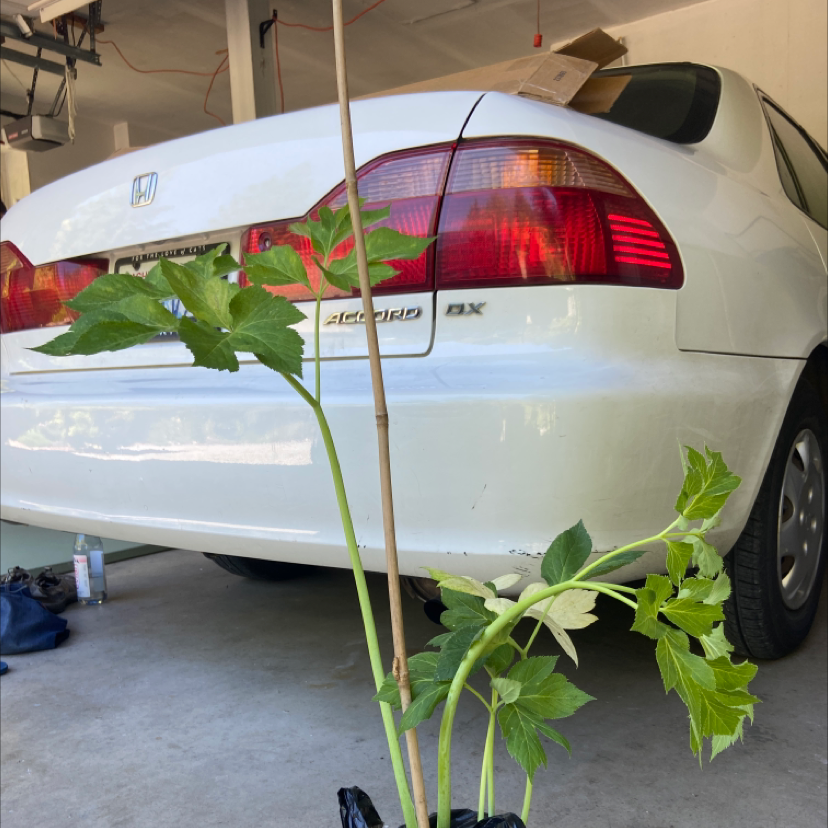 Photo of the plant species Ashitaba 'Tomorrow's Leaf' by Teresa named ashitaba on Greg, the plant care app