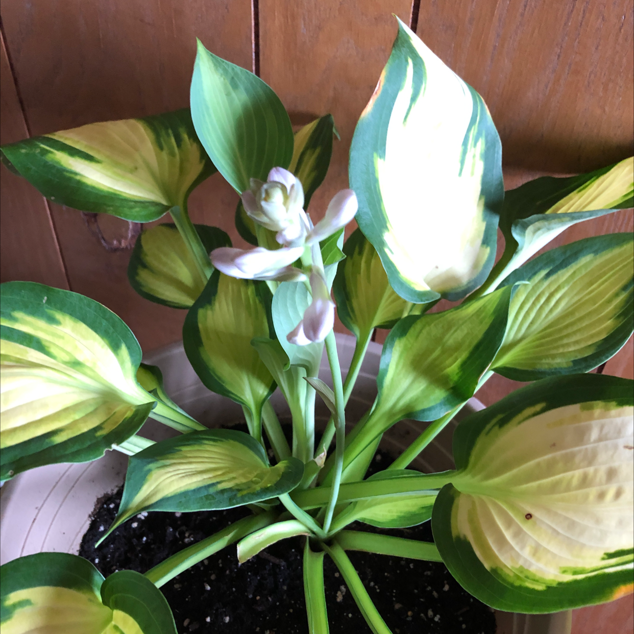 suji-gibōshi plant photo by @lexynadine named Herbert on Greg, the plant care app.