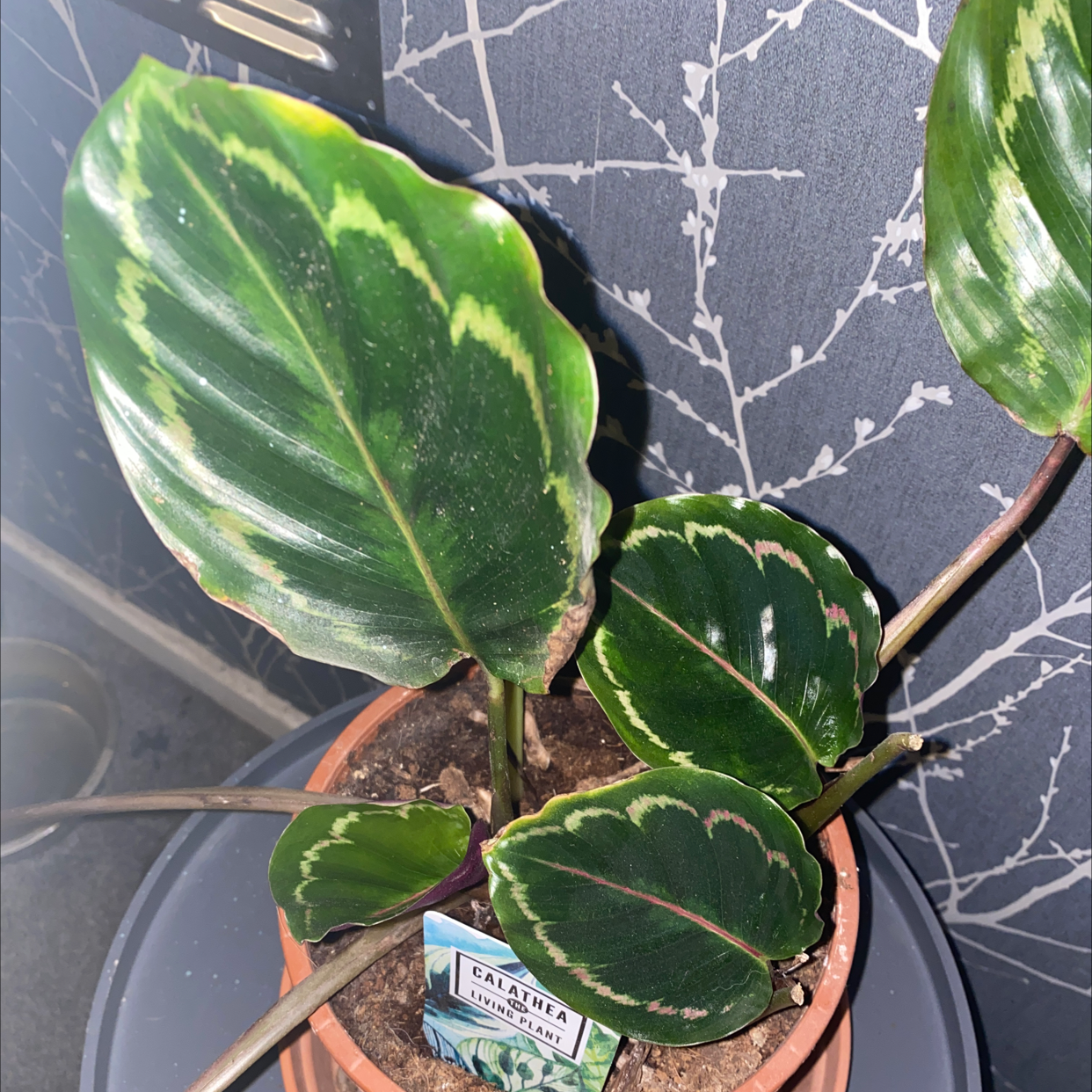 Rose Calathea plant photo by @Flotalshvn named bob on Greg, the plant care app.
