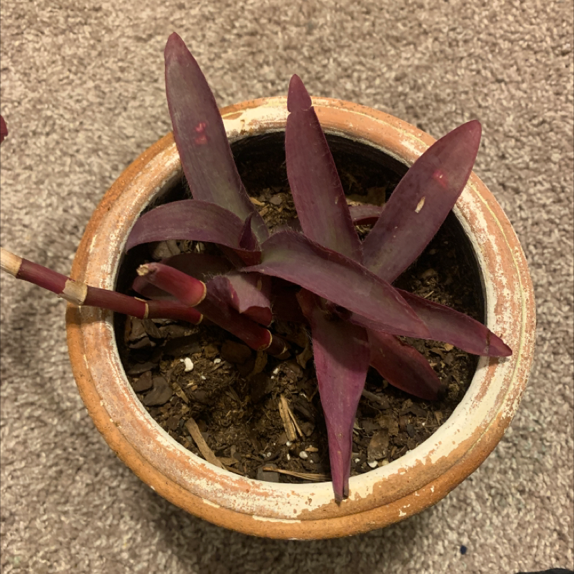 Healthy potted Purple Heart plant with vibrant purple foliage growing in clay pot filled with soil, well-framed but slightly soft focus.
