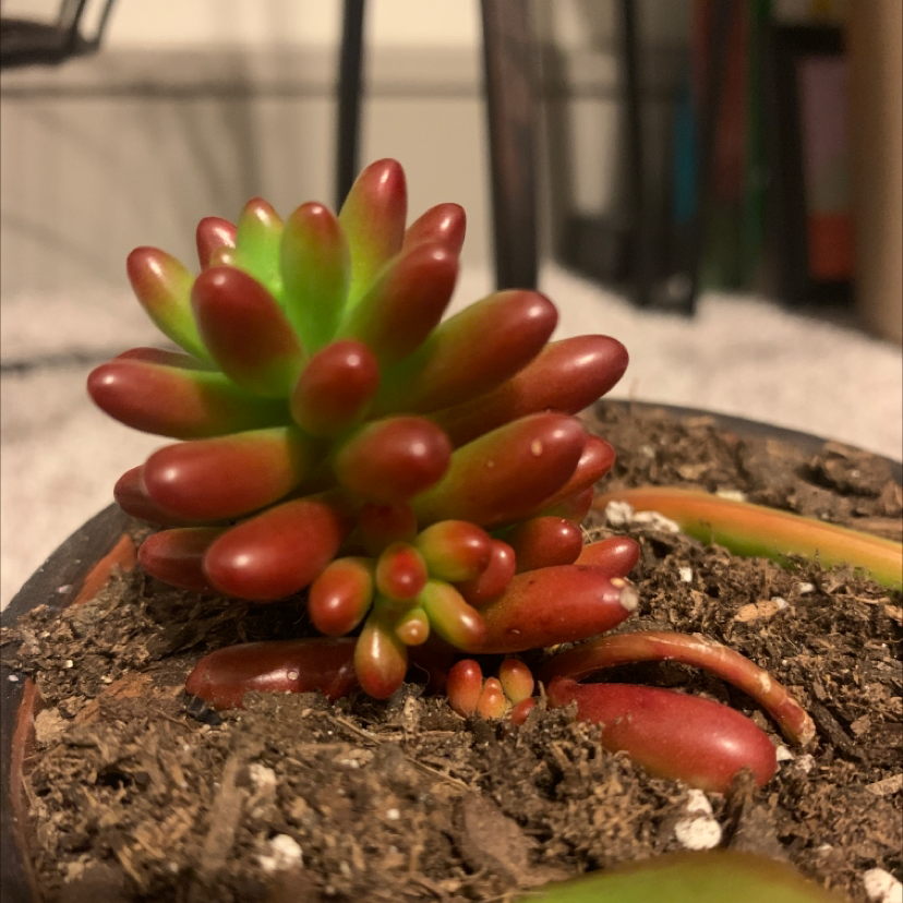 Jelly Bean Plant with vibrant red and green leaves in visible soil.