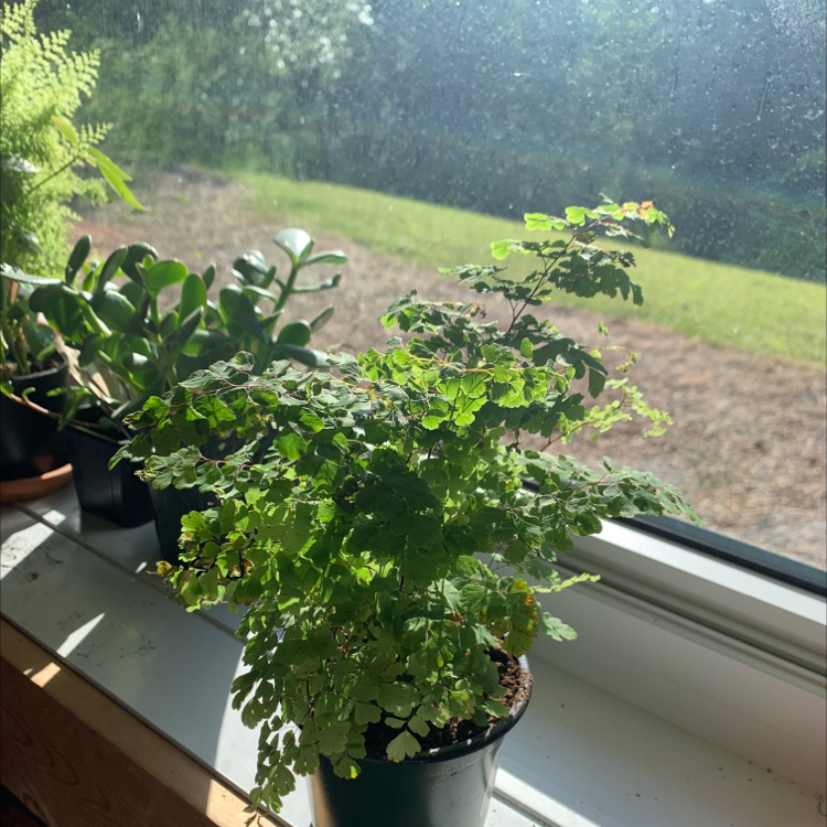 Photo of the plant species Hemionitis raddiana by @brooklynnmansell named fernie on Greg, the plant care app