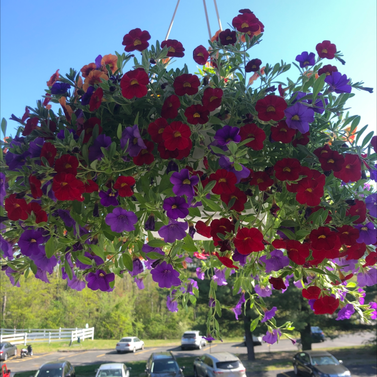 Hanging basket of Million Bells (Calibrachoa) with vibrant red and purple flowers.