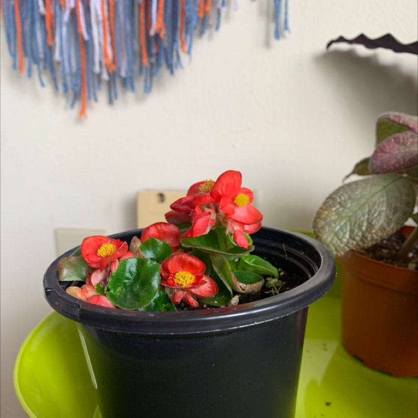 Photo of the plant species Pendula Begonia by Abby named Begonia on Greg, the plant care app