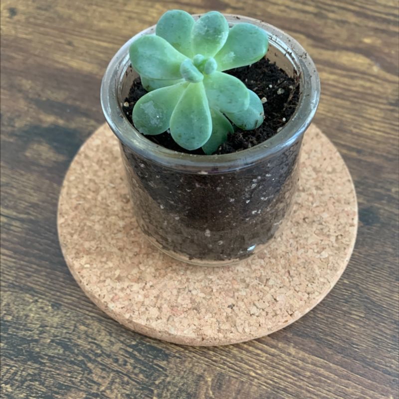 A healthy jade plant in a clear glass container with visible soil.