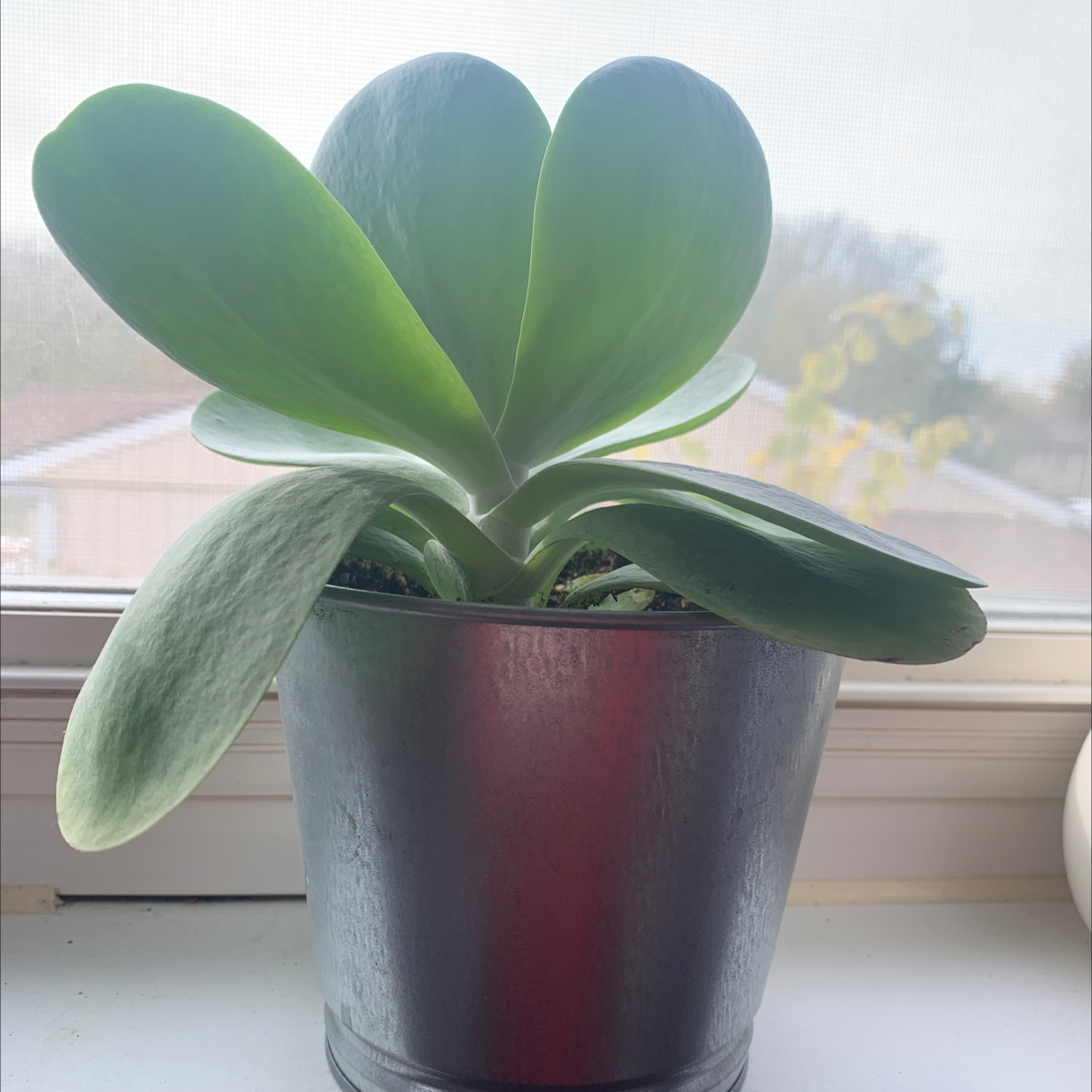 Healthy Flapjacks plant (Kalanchoe thyrsiflora) in a pot on a windowsill.