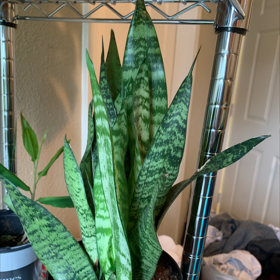 Plant care for Kalanchoe on Greg, the plant care app