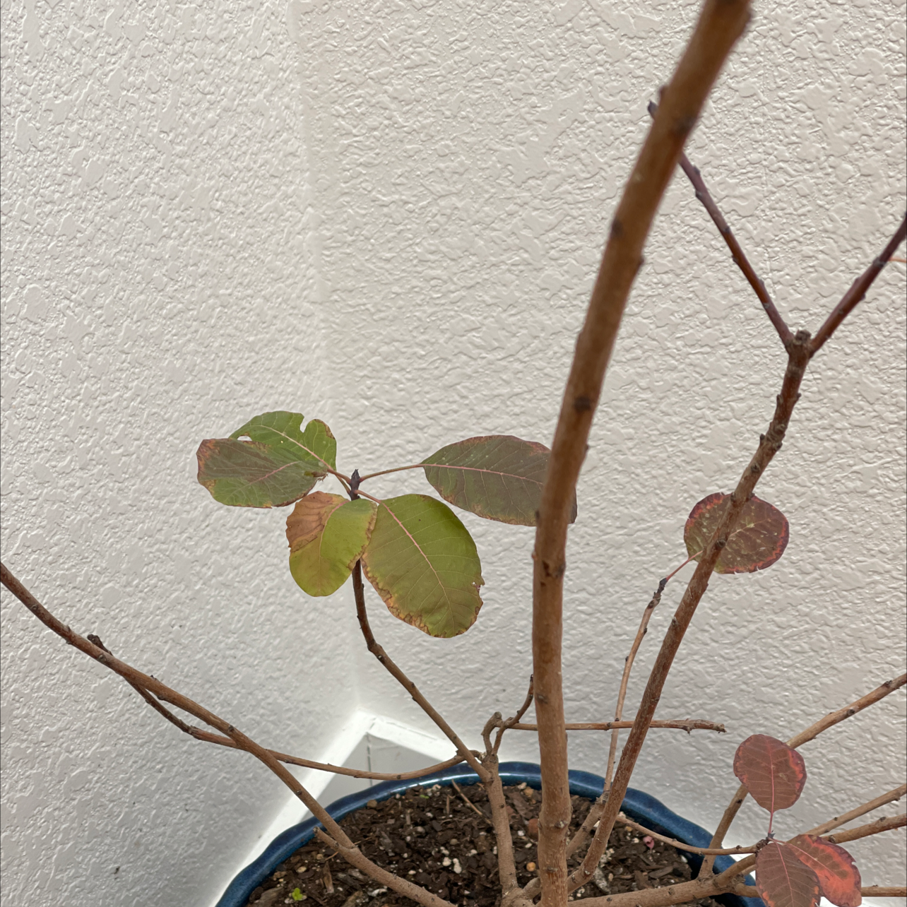 Photo of the plant species Purple Smoke Bush by Sanjay named Purple on Greg, the plant care app