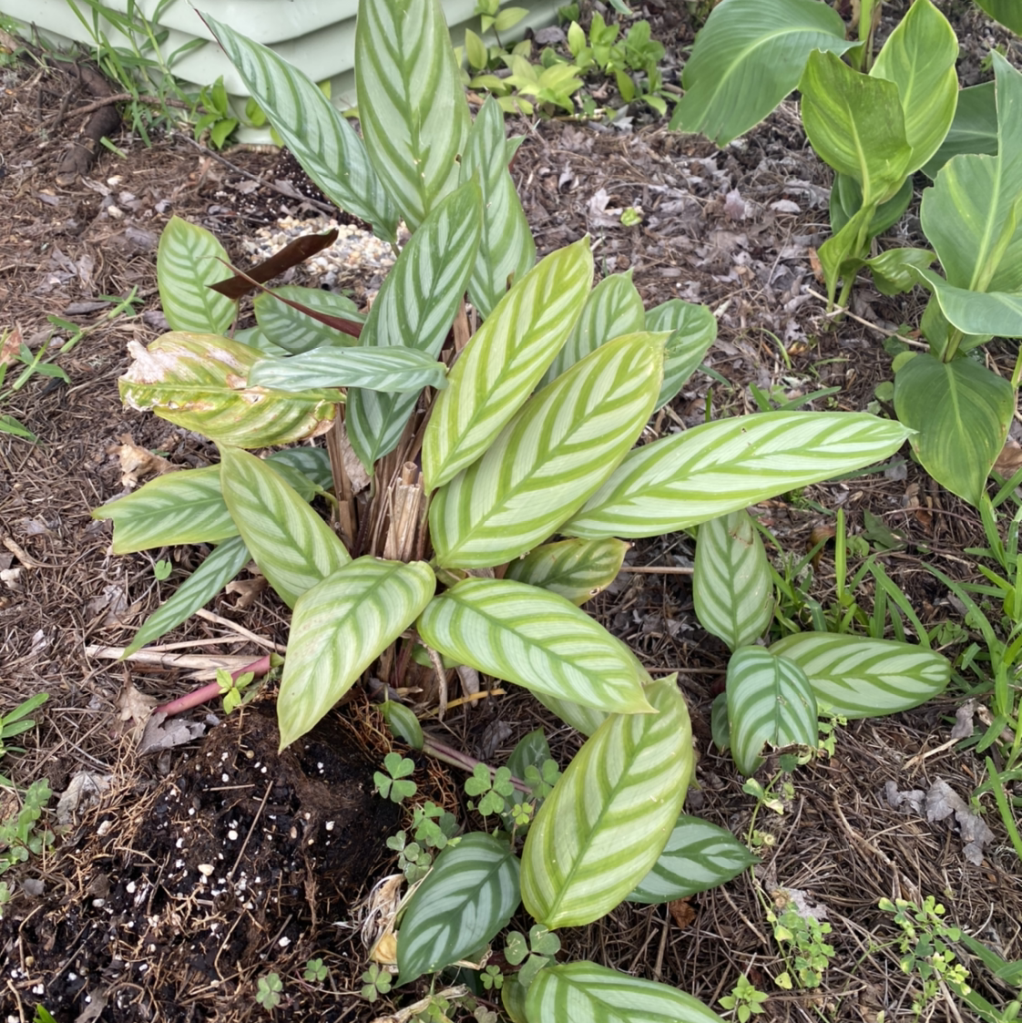 Never Never Ctenanthe plant with patterned leaves in a garden setting.