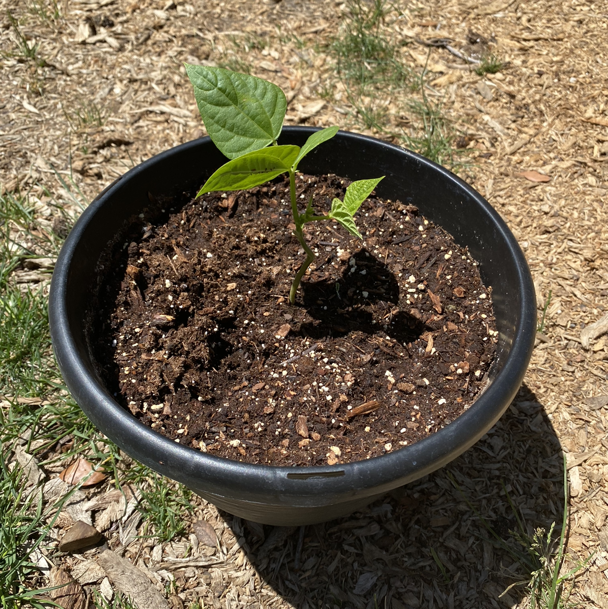 Young Common Bean plant in a black pot with visible soil, healthy green leaves.