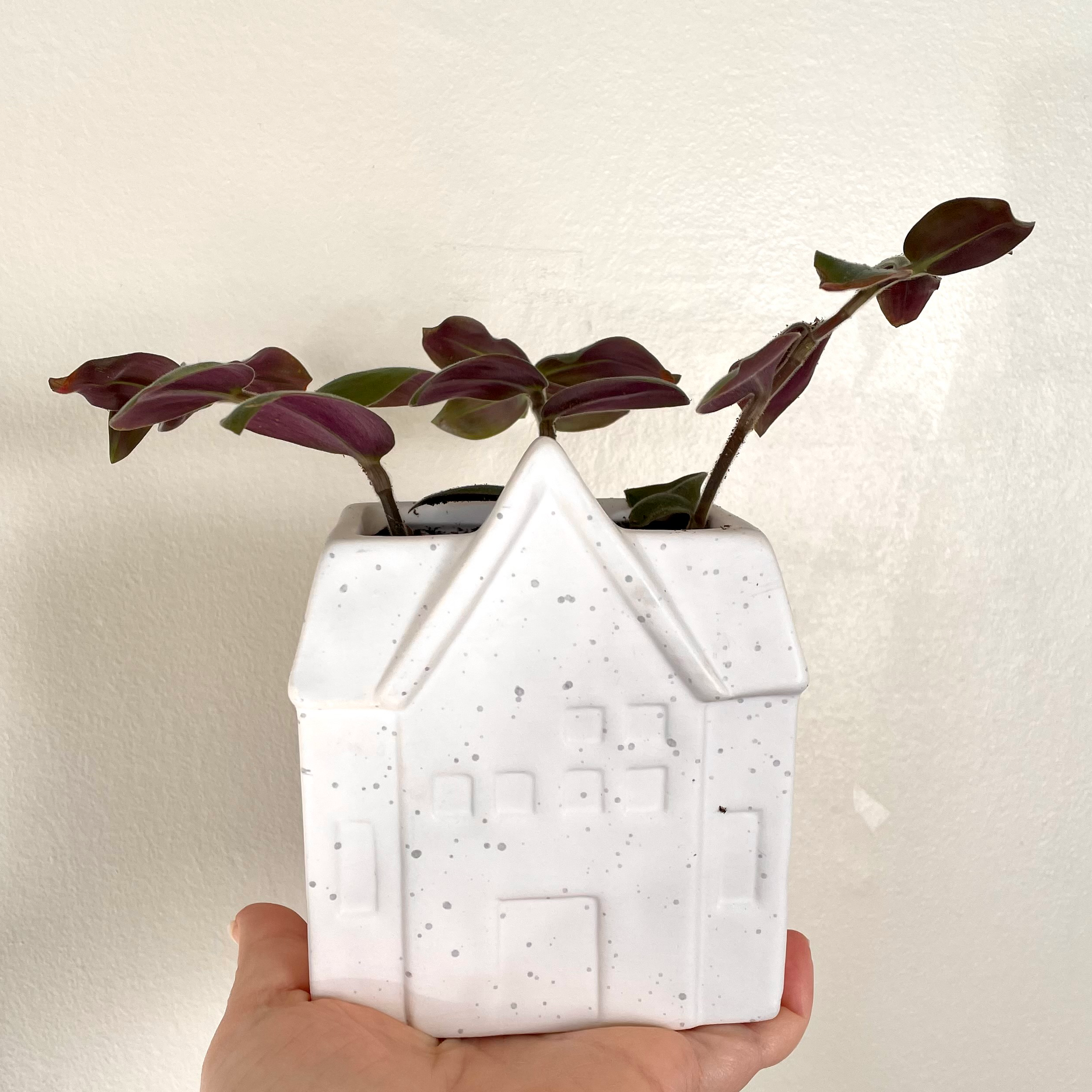 Potted Baby Bunny Bellies plant in a white house-shaped pot, held by a hand.