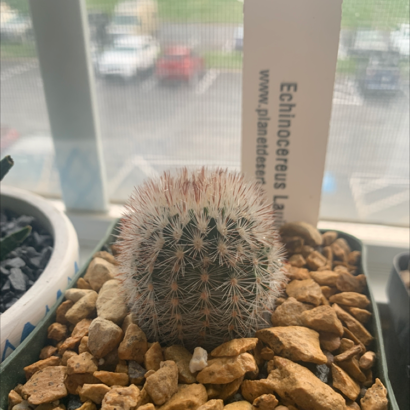 Photo of the plant species Echinocereus laui by Taylor named luna on Greg, the plant care app