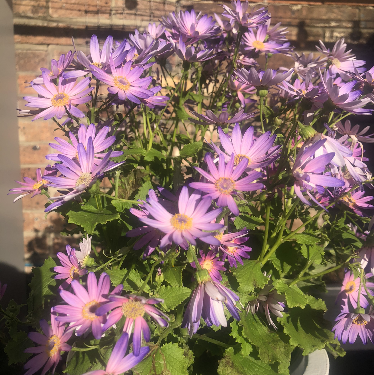 Giant Crego Aster plant with numerous purple flowers and green leaves.