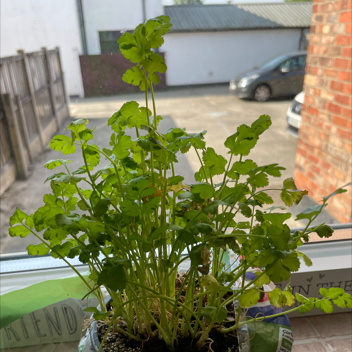 Coriander plant photo by @MidnightSquid named Colin coriander on Greg, the plant care app.