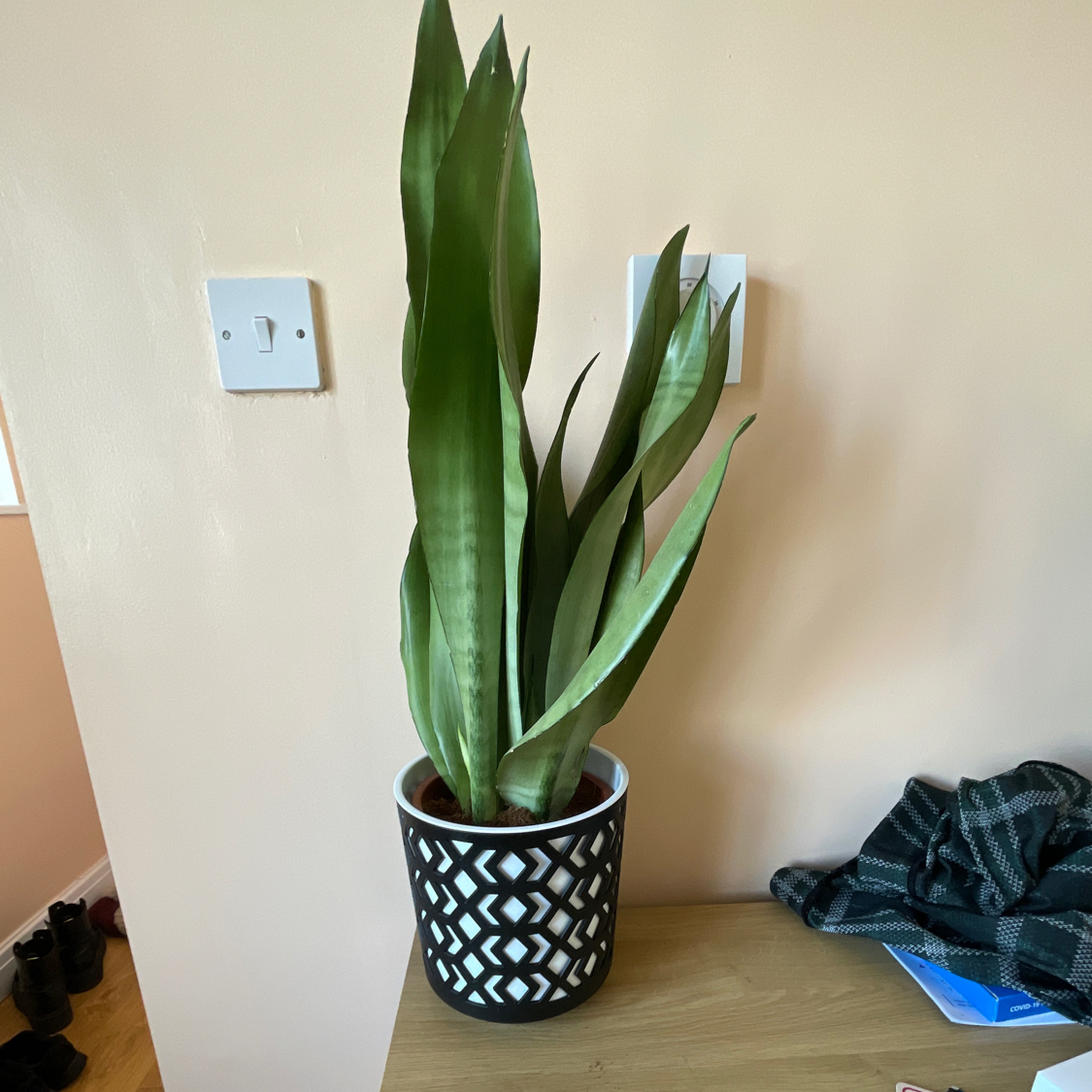 Silver Snake Plant plant photo by @MidnightSquid named Marcelline on Greg, the plant care app.