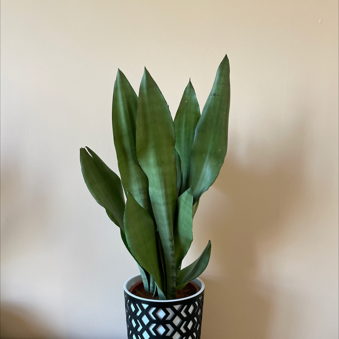 Photo of the plant species Silver Snake Plant by @MidnightSquid named Bonnibel on Greg, the plant care app