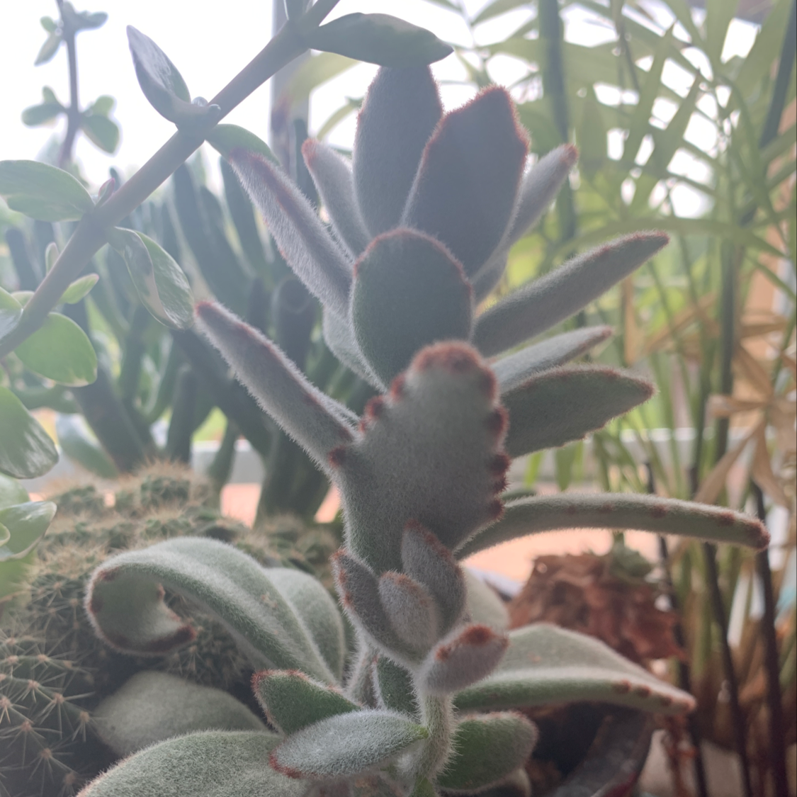 Panda Plant plant photo by Taylor named sof boh on Greg, the plant care app.