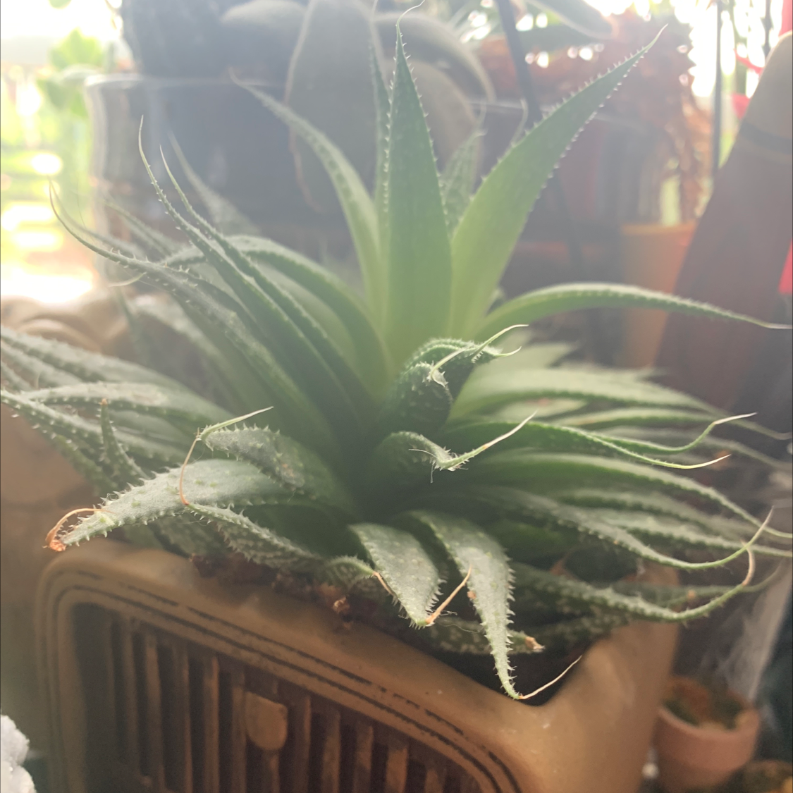 Zebra Plant plant photo by Taylor named pokey boh on Greg, the plant care app.