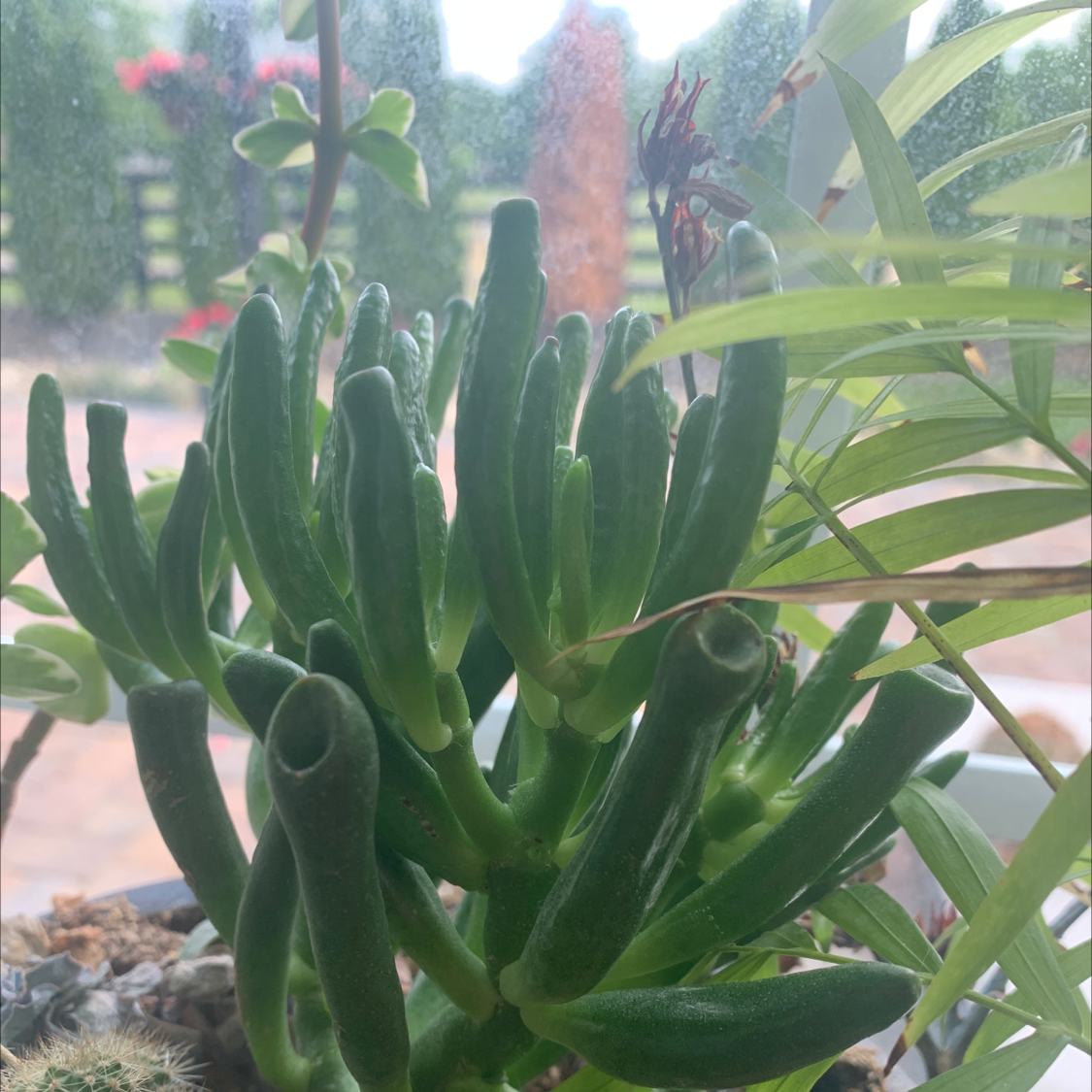 Lucky Plant plant photo by Taylor named toobyloobr on Greg, the plant care app.