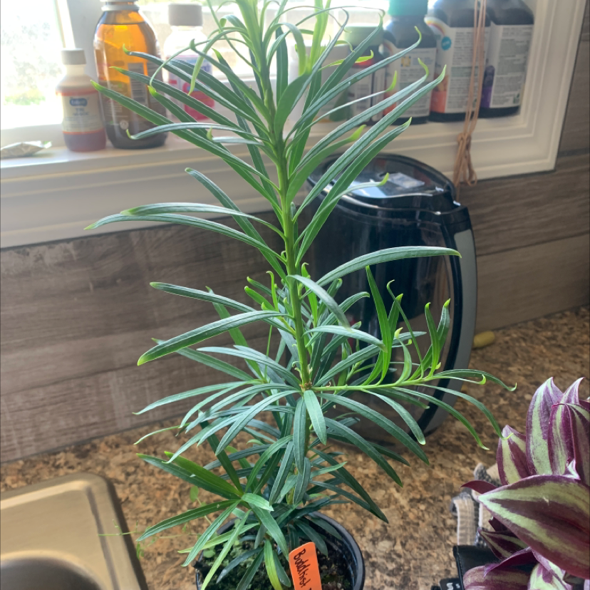 Healthy Podocarpus plant in a pot on a kitchen counter.