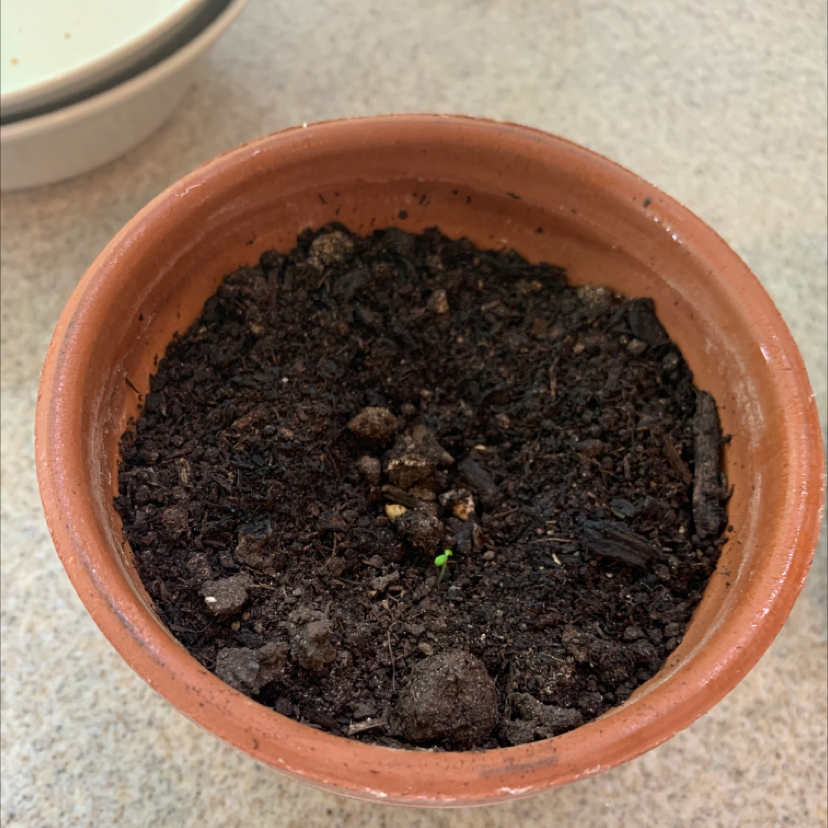 Photo of the plant species Strawberry by @daddyborticus named gort on Greg, the plant care app