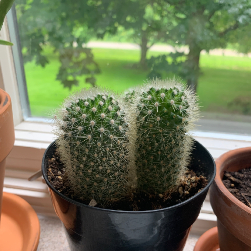 Spiny Pincushion Cactus in a black pot on a windowsill with greenery outside.