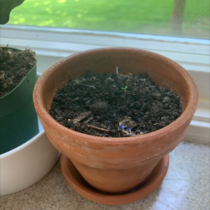 Photo of the plant species Strawberry by @daddyborticus named bort on Greg, the plant care app